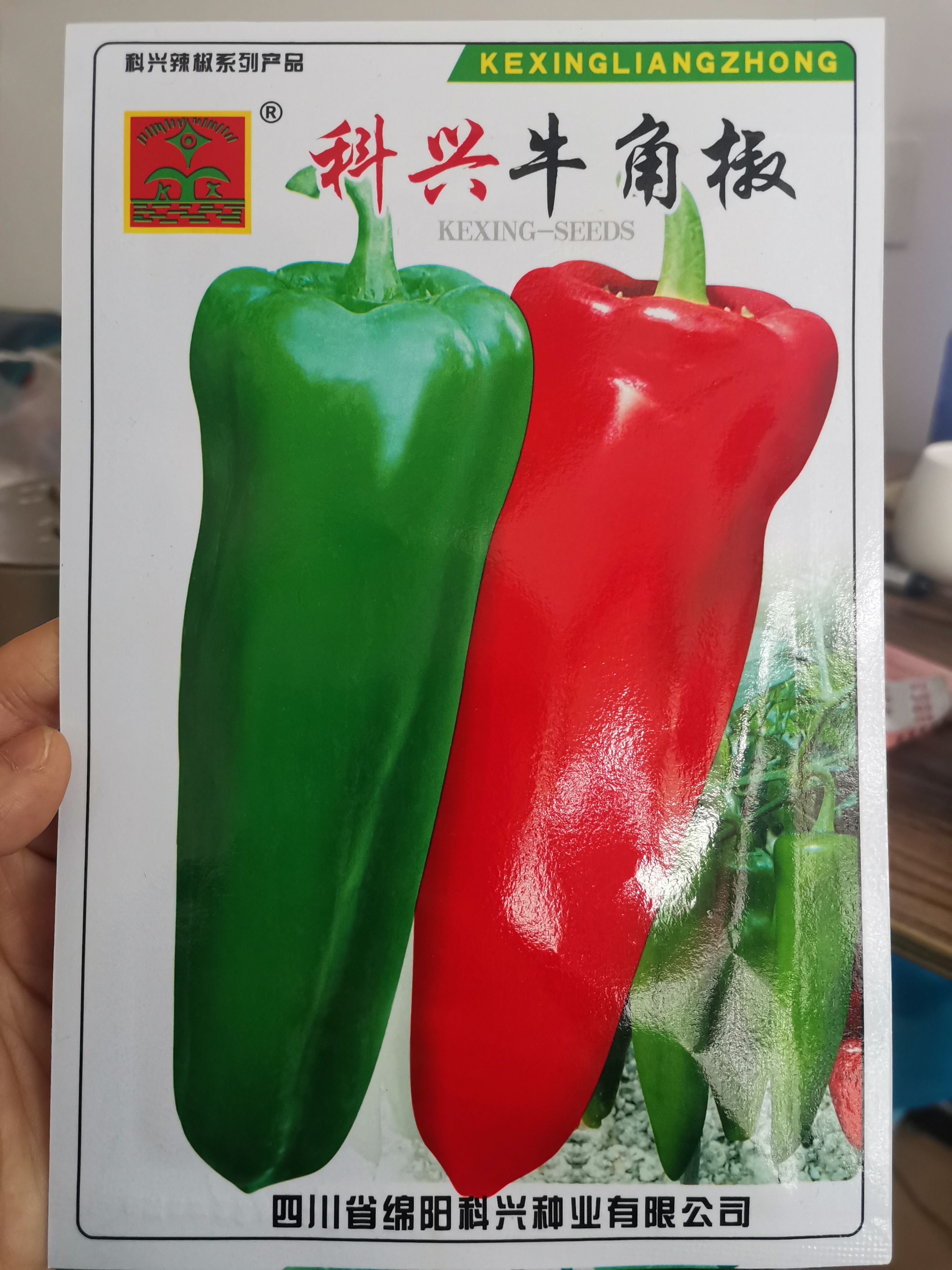 【厂家直销】辣椒种子特大牛角椒种子青红两用辣椒种子