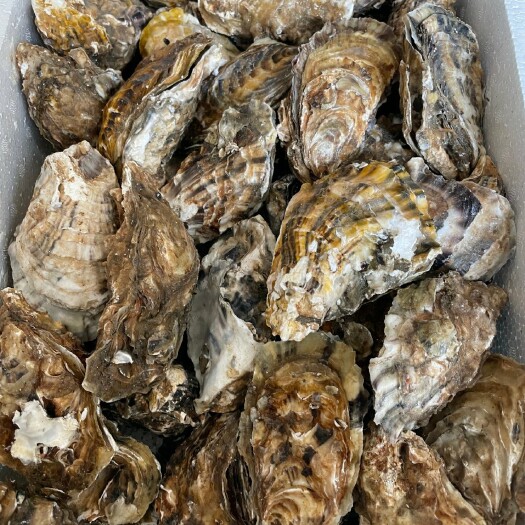 诏安县长牡蛎 福建诏安，大中小三种规格，价格便宜，量大更优惠，质量