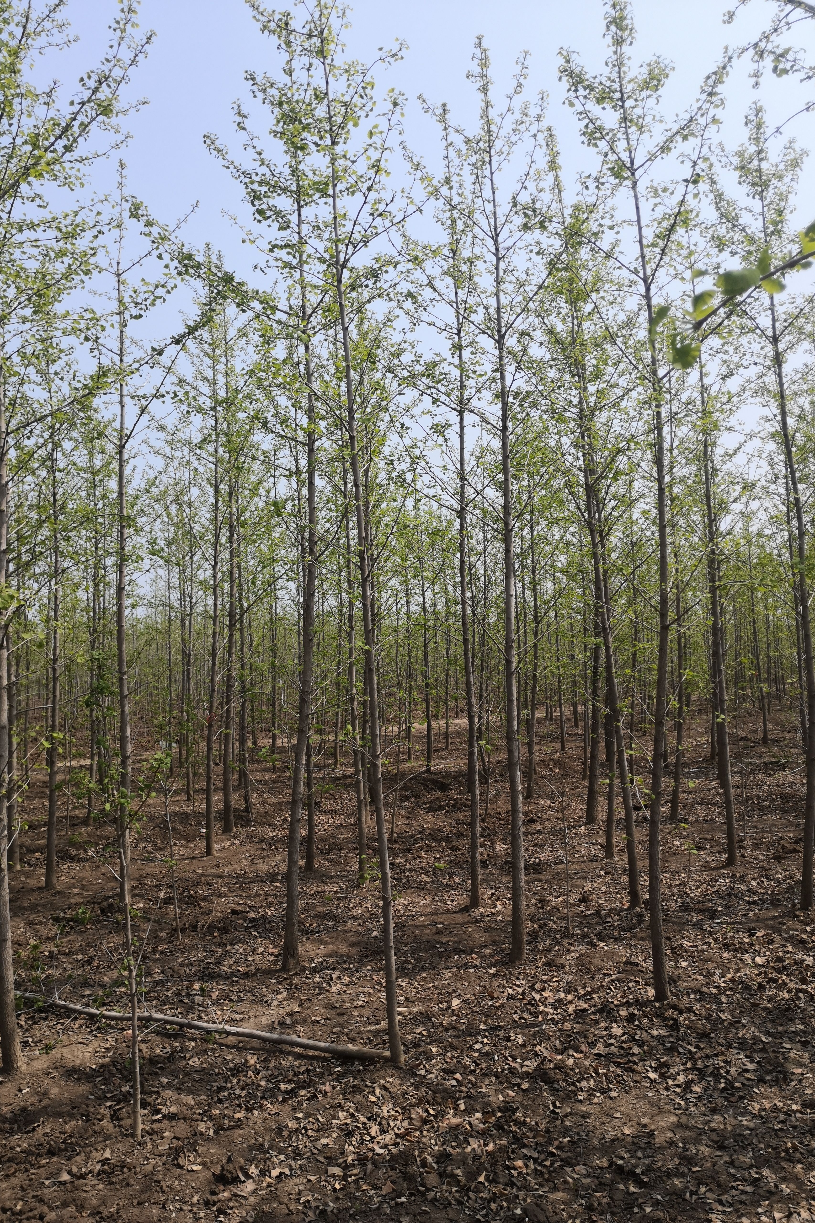 其它苗木 森连发园林银杏基地精品银杏苗圃免物流费银杏小苗销售