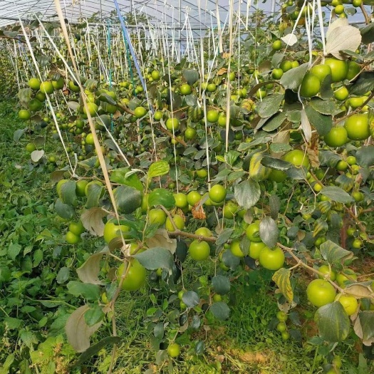 灵山县大青枣苗 蜜丝枣苗 苹果枣苗 正品嫁接品种纯
