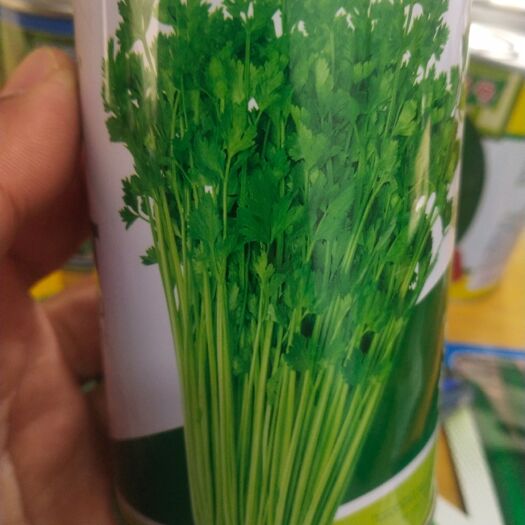 扶沟县香芹种子 芹菜种子 皇家小芹菜 早熟，株型紧凑，