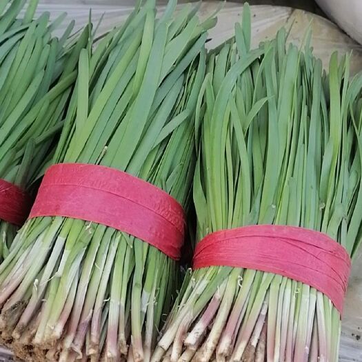 昌黎县 紫红根韭菜