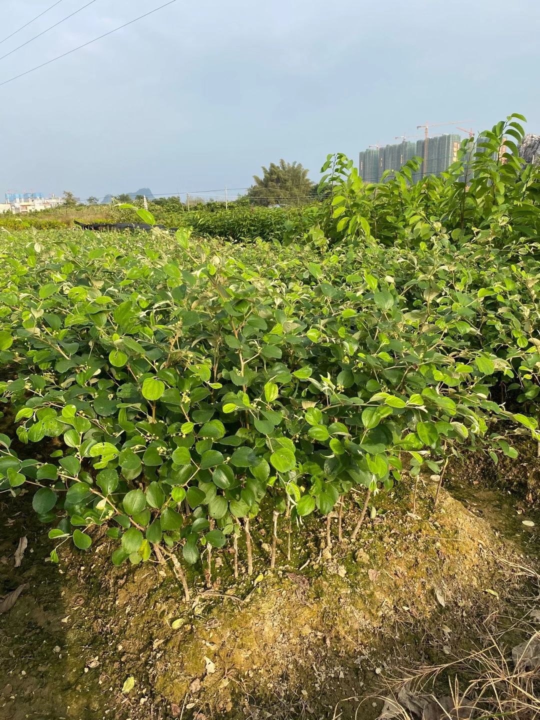 大青枣苗 蜜丝枣苗 苹果枣苗 正品嫁接品种纯