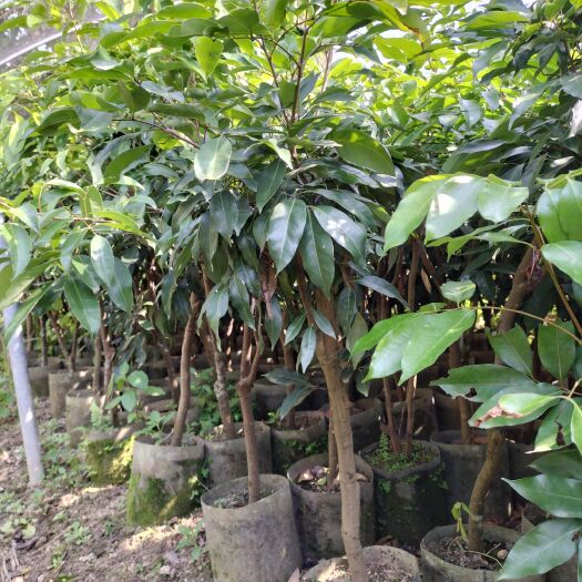 灵山县桂味荔枝苗 荔枝树苗