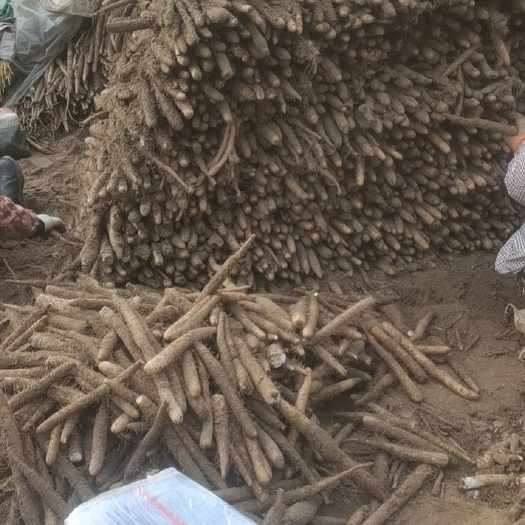 蠡县麻山药 产地直发，支持代办业务