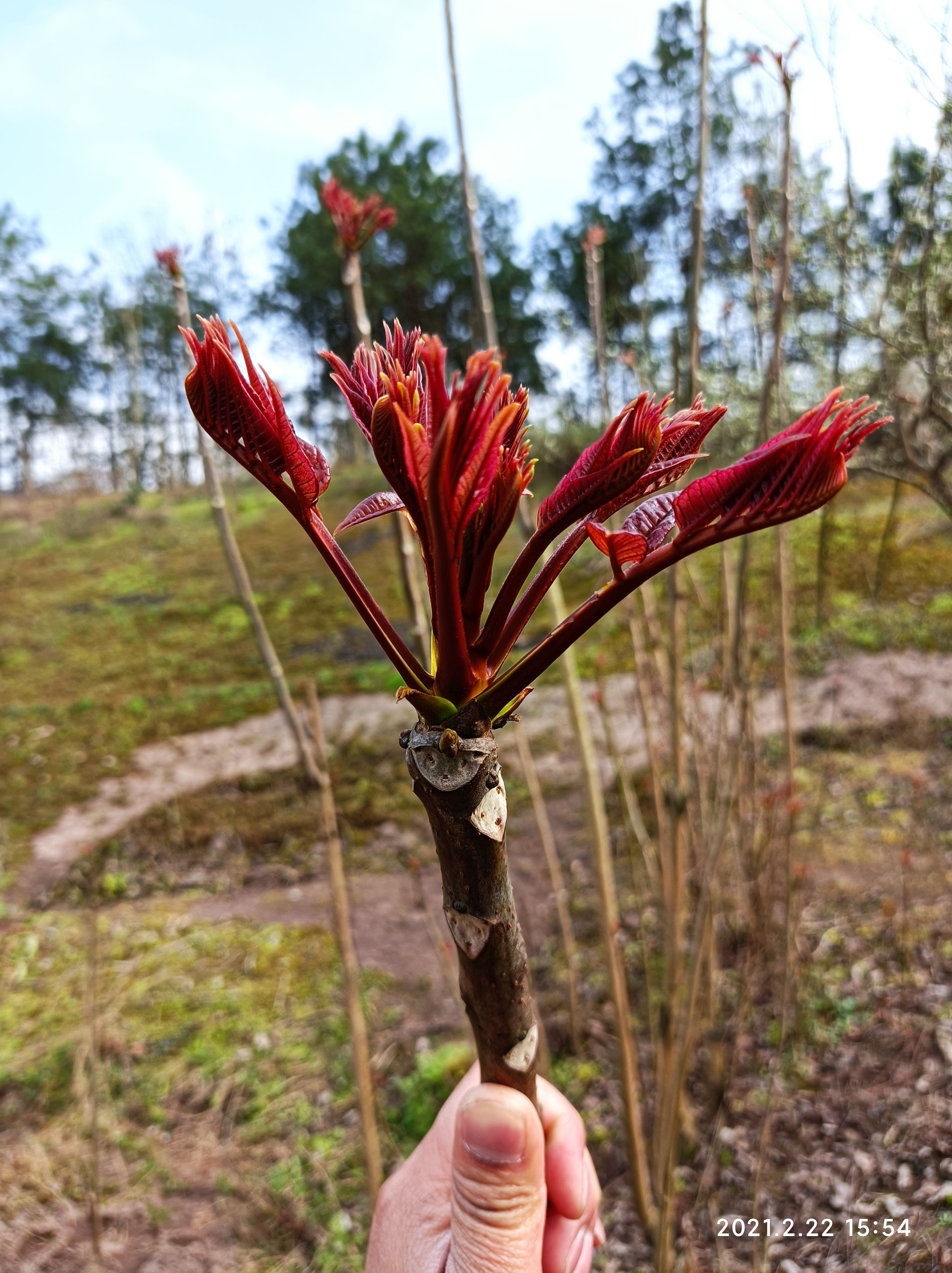 香椿芽 红油香椿芽