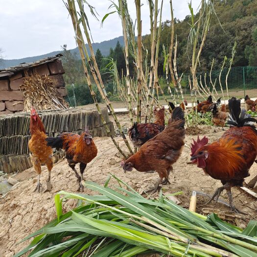 长期售卖纯粮散养土鸡，土鸡蛋，欢迎采购