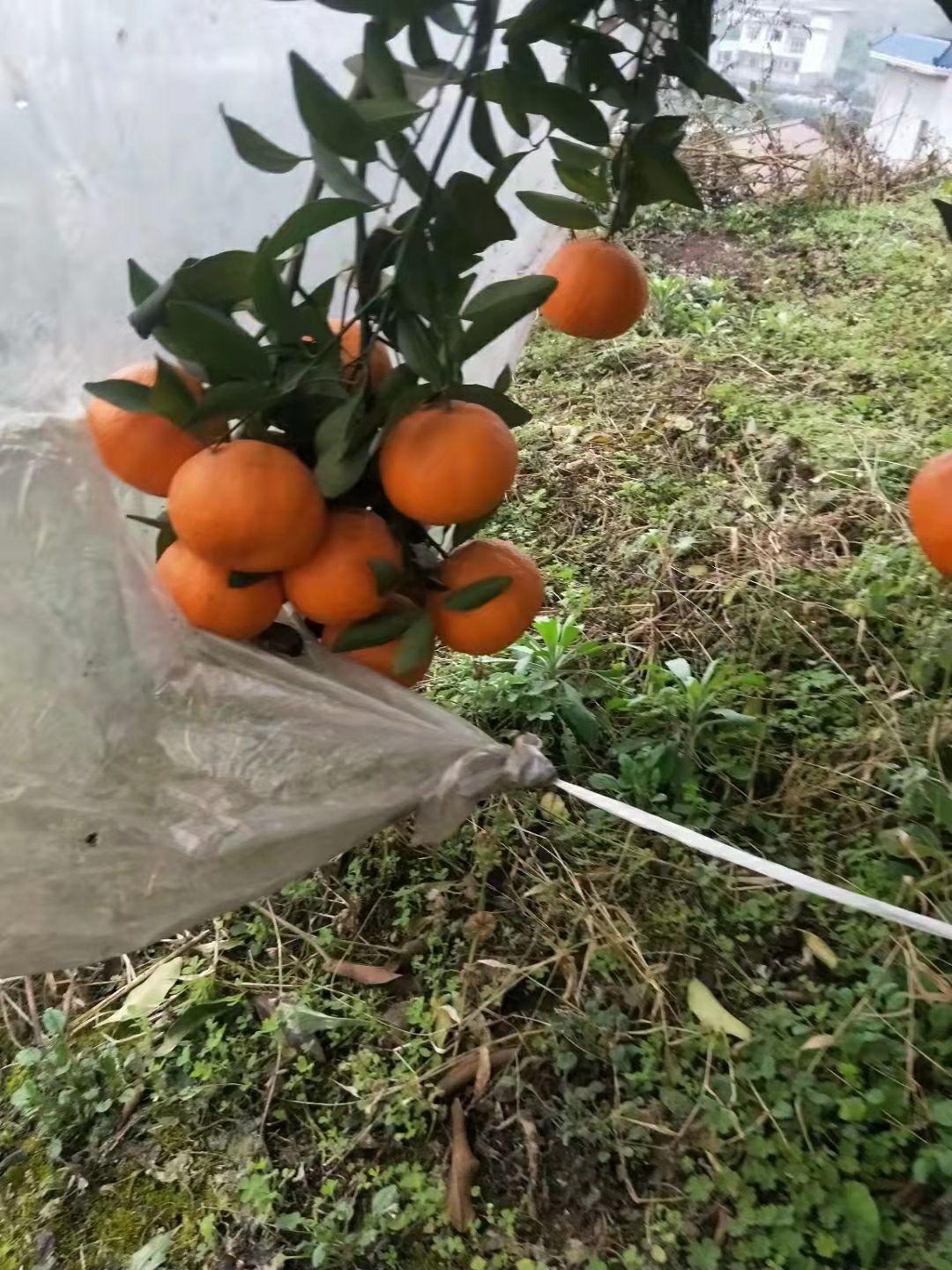 一种非常甜的水果——晚熟椪柑{芦柑)