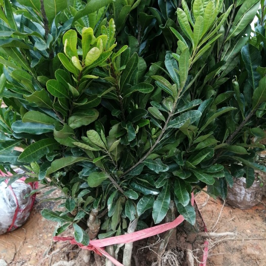靖州县火炭杨梅苗 杨梅苗！乌梅，台梅苗！大量供应！靖州杨梅甲天下！