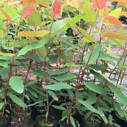  桉树苗