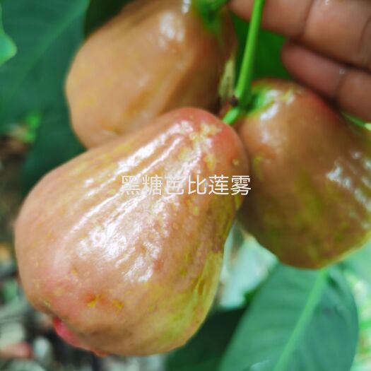 灵山县新品种黑糖芭比莲雾苗