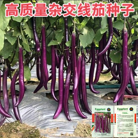 绵阳口感软糯杂交线茄种子长线茄子种子紫红杭茄种子抗病