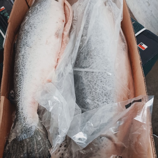 青岛三文鱼原料5/6/7/8规格
