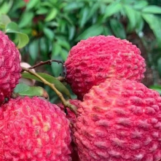 灵山县新品种无核荔枝苗，新枮木，叶子靓丽，成活率高。
