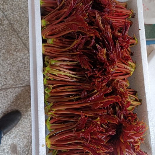 大竹县香椿芽 红油香椿芽