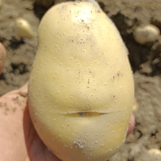 盈江县云南希森3号黄皮黄心马铃薯 产地直供