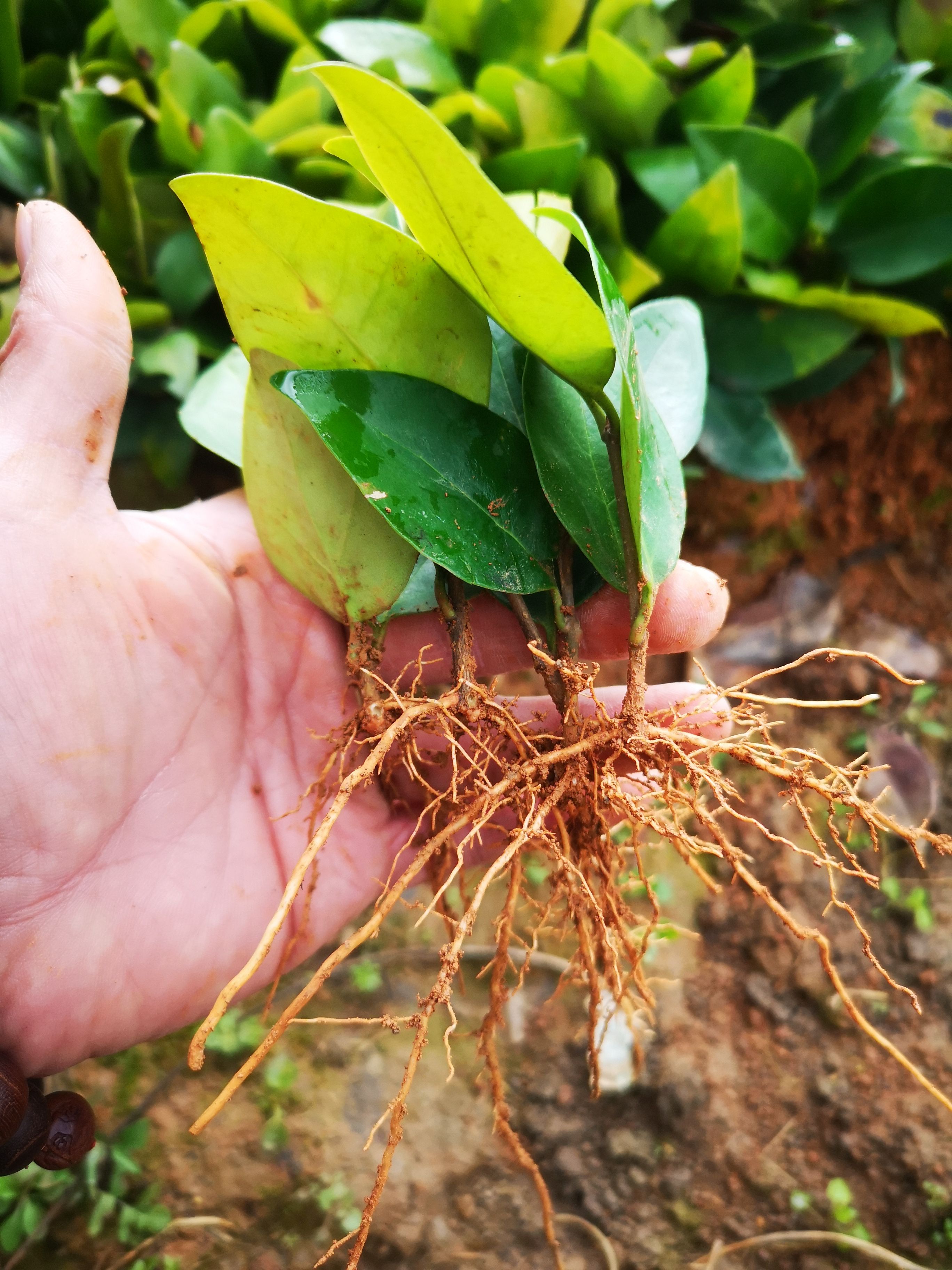 农户自家扦插金森女贞小苗大量供应价格优惠品质好根须发达
