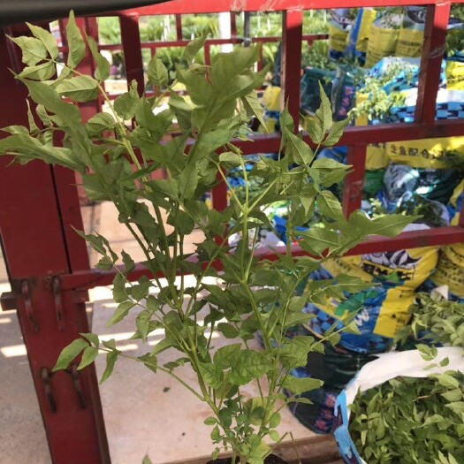 长沙 多花紫藤