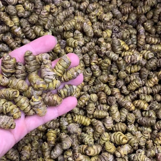 饶平县特级铁皮石斛斗枫
