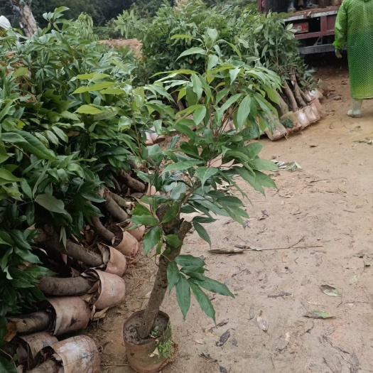 灵山县黑叶荔枝苗  荔枝苗 5至8公分粗荔枝大苗，分枝多，产地直销，一手货源