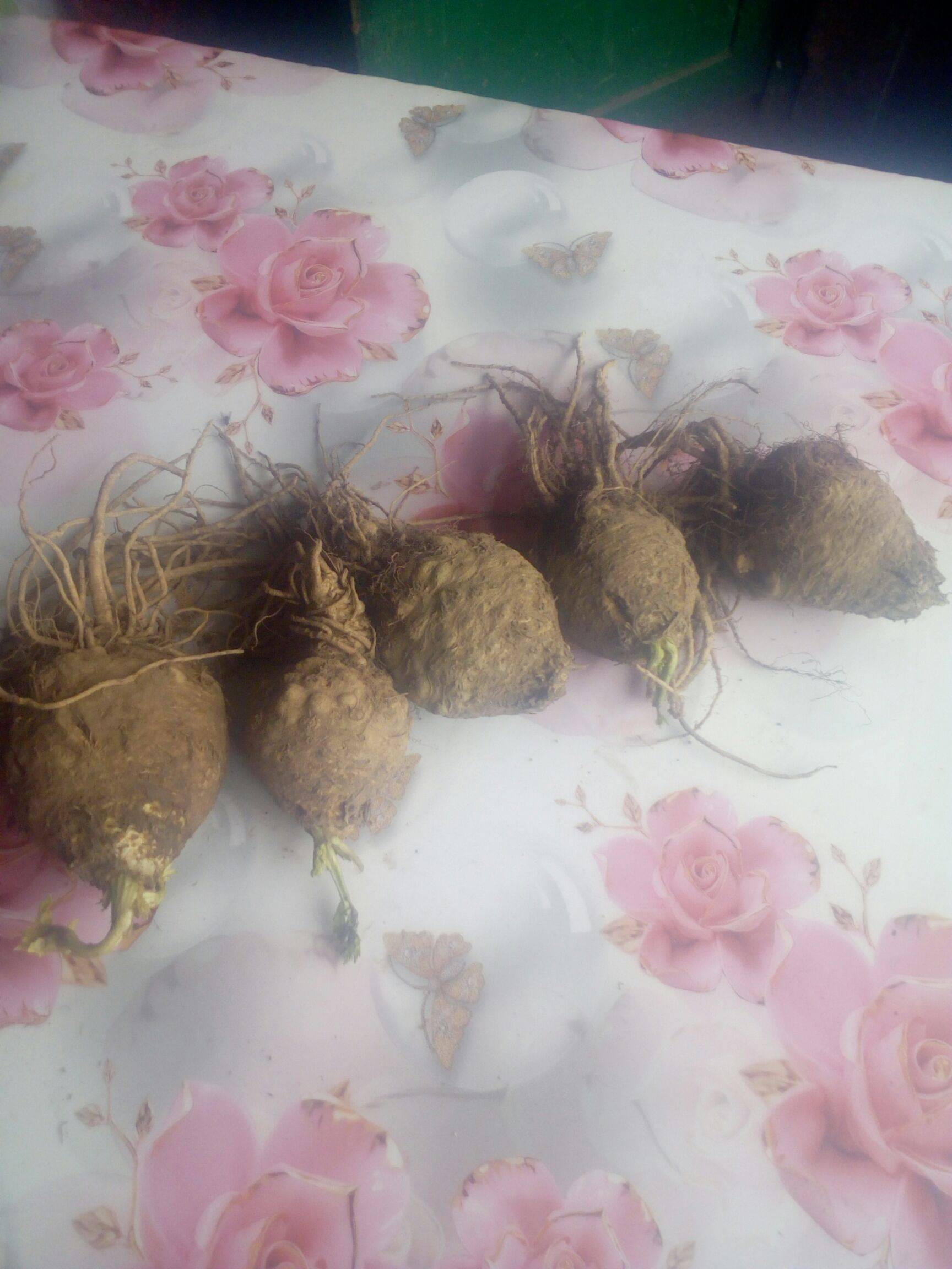 根芹 