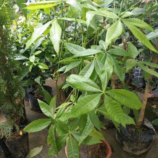 长沙发财树