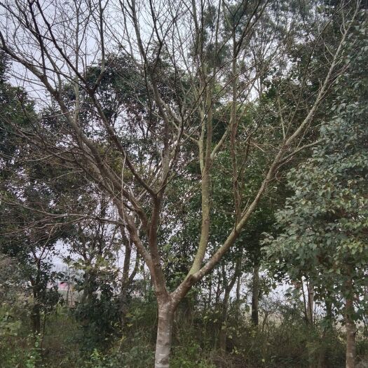 湛江丛生朴树 朴树
