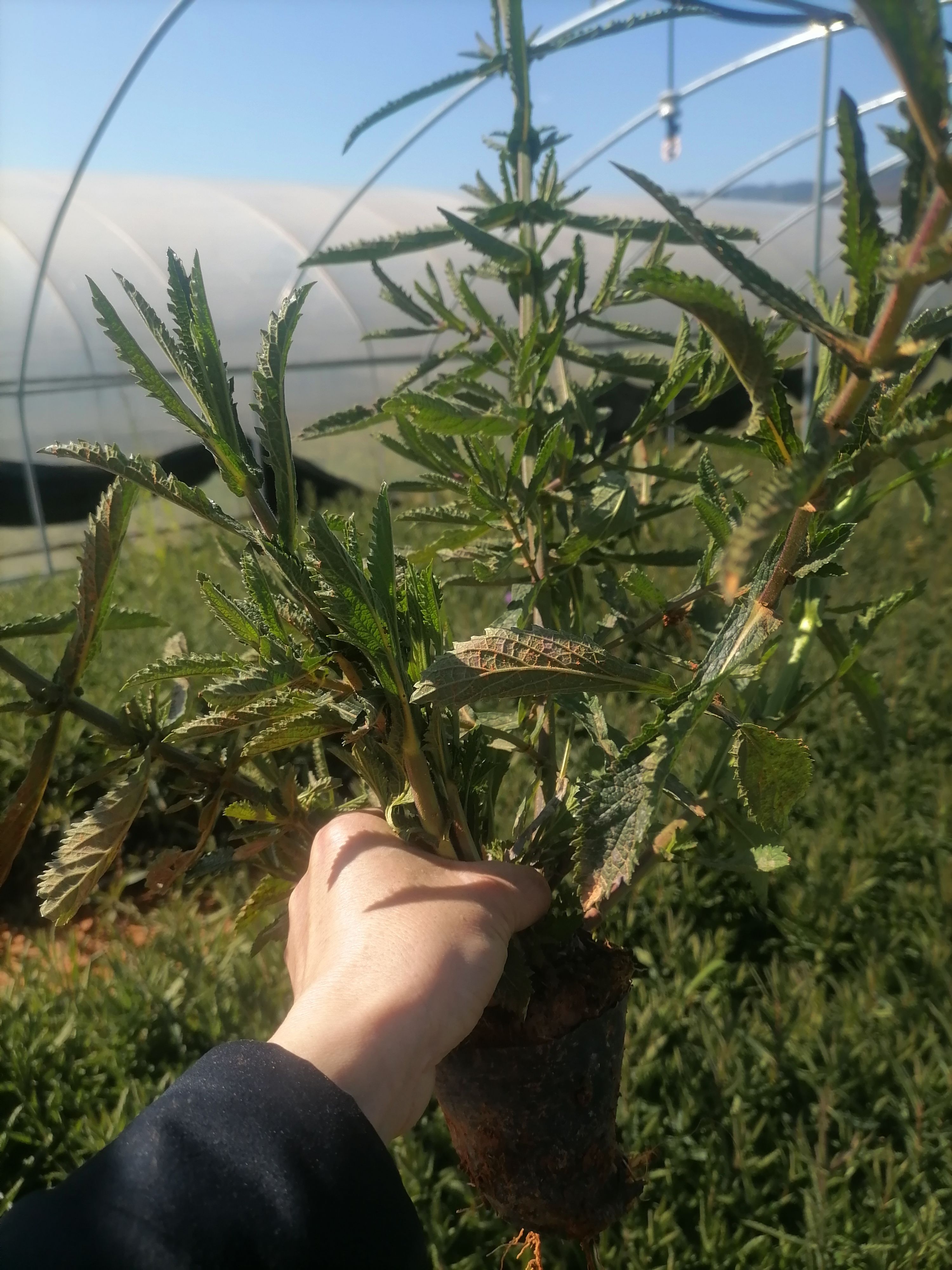 宜良县马鞭草，柳叶马鞭草，云南马鞭草，规格齐全，分叉多