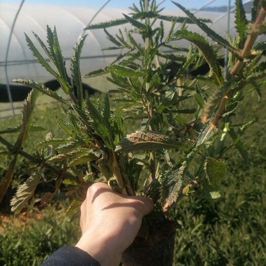 马鞭草，柳叶马鞭草，云南马鞭草，规格齐全，分叉多