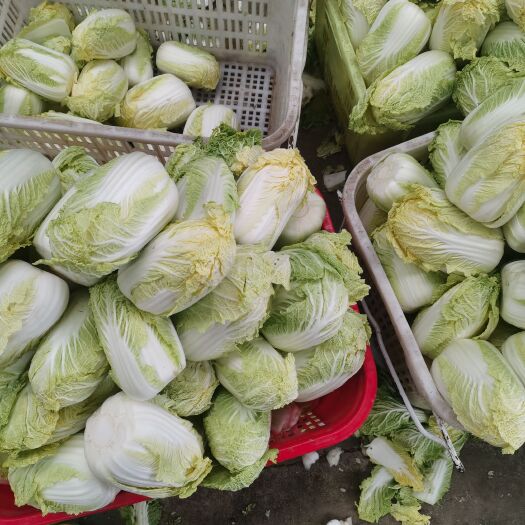 天门市 娃娃菜毛菜