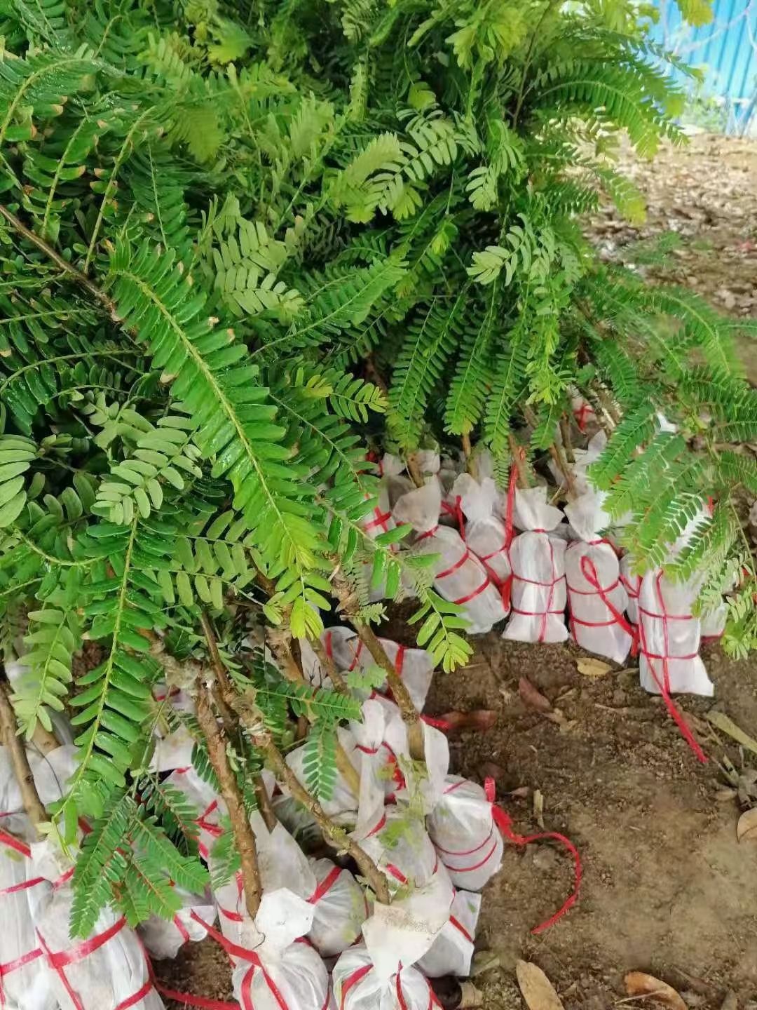 余甘果苗 余柑果苗 大玉余柑果苗狮子头甜种南北方种植果树′