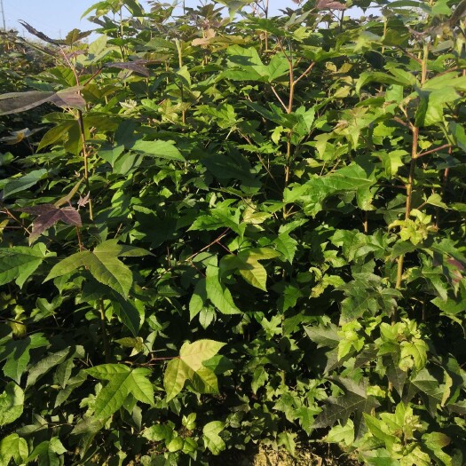 长沙枫香树 枫香