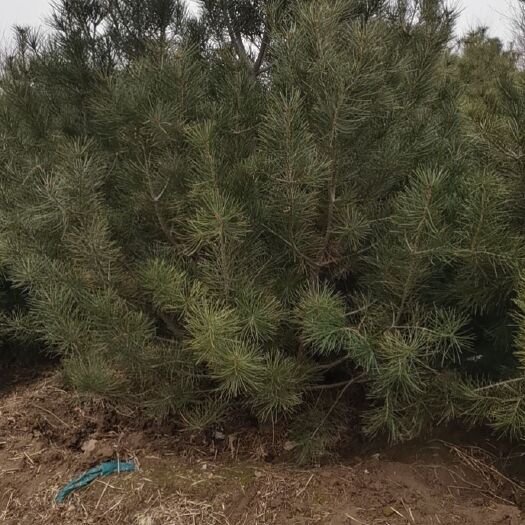 北京 白皮松树