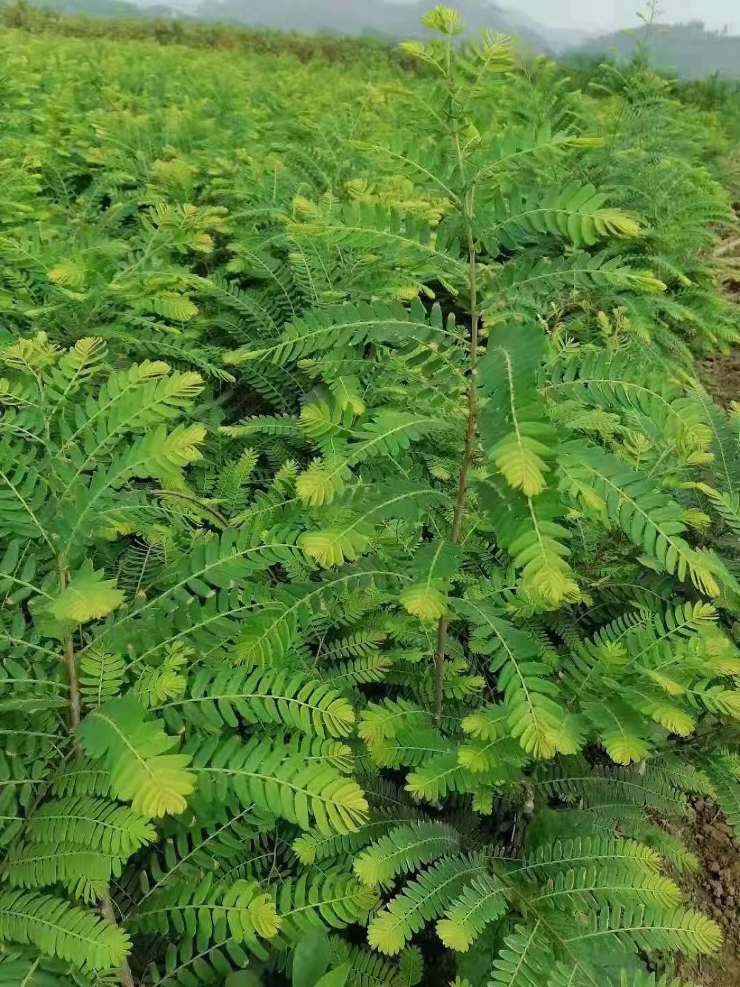 余甘果苗 余柑果苗 大玉余柑果苗狮子头甜种南北方种植果树′