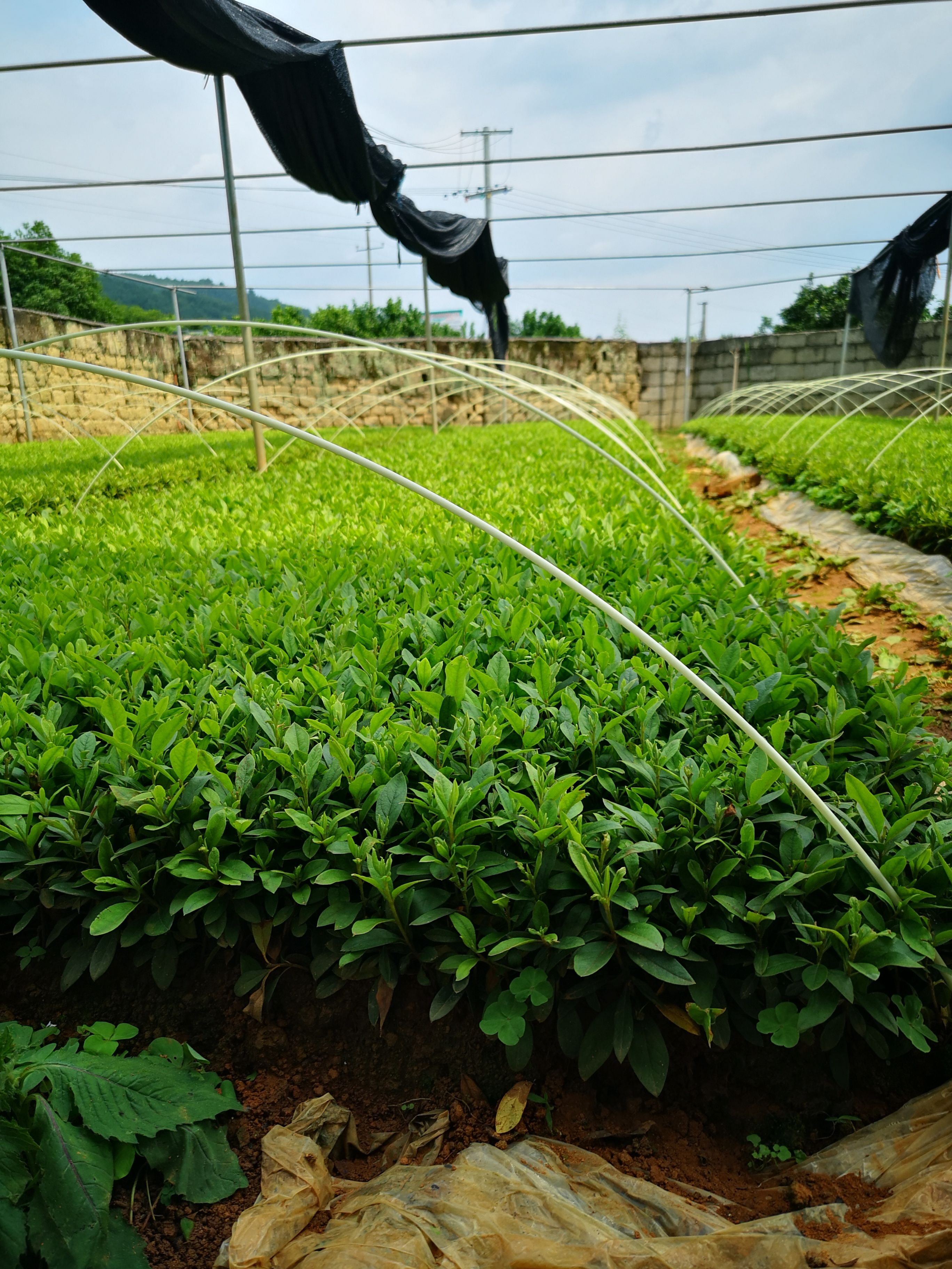 农户自家扦插毛杜鹃小苗大量供应价格优惠品质好根须发达