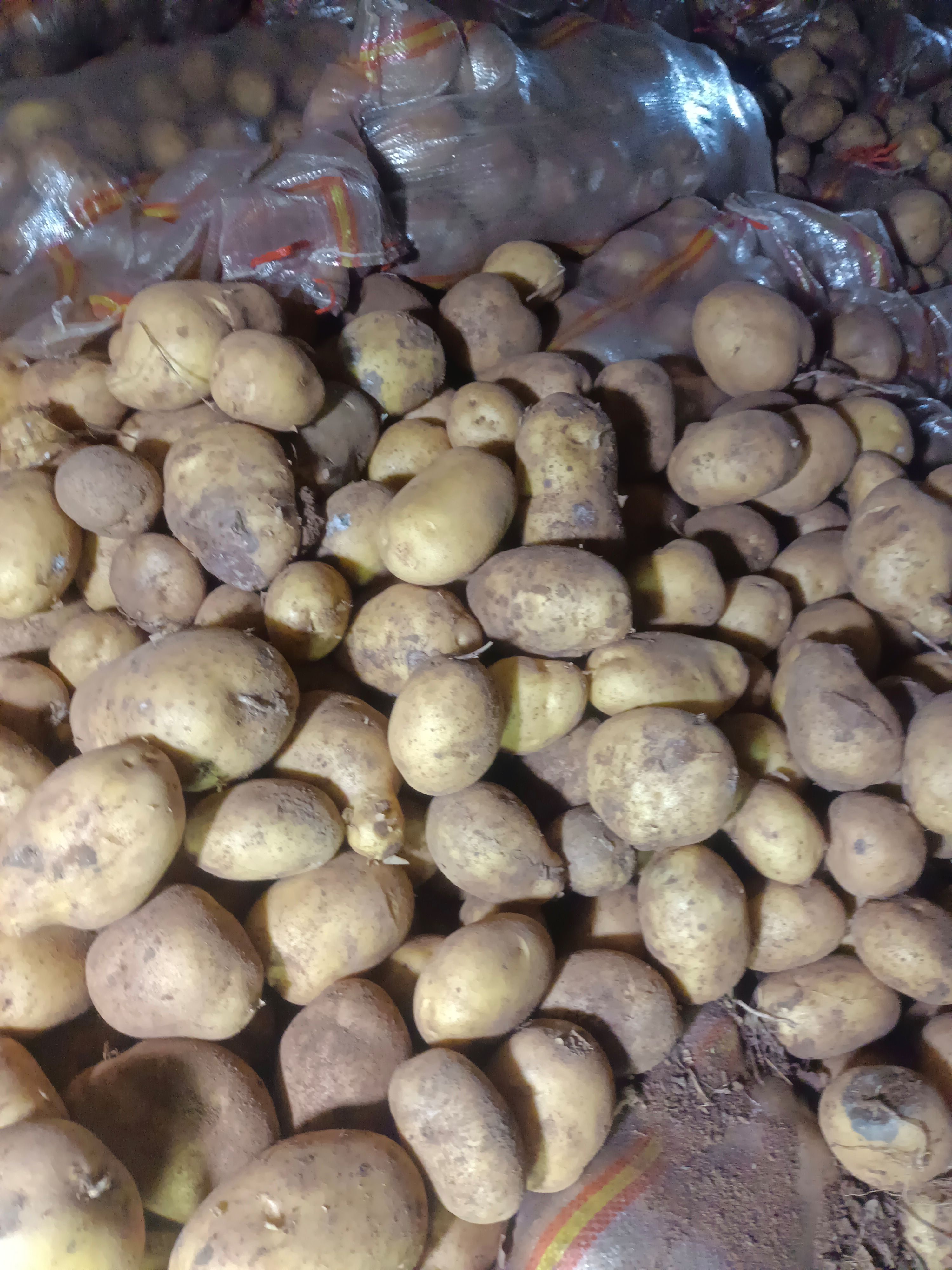 武川县内蒙古武川红沙土226土豆现已大量上市，可视频看货