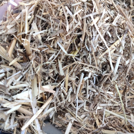 邓州市河南南阳大量供应优质花生秧