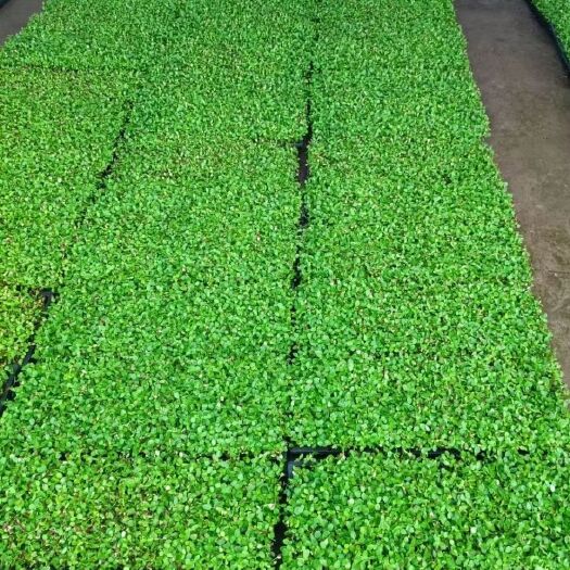 寿光市新鲜香椿芽苗菜 红油香椿苗 活体水培蔬菜产地直供
