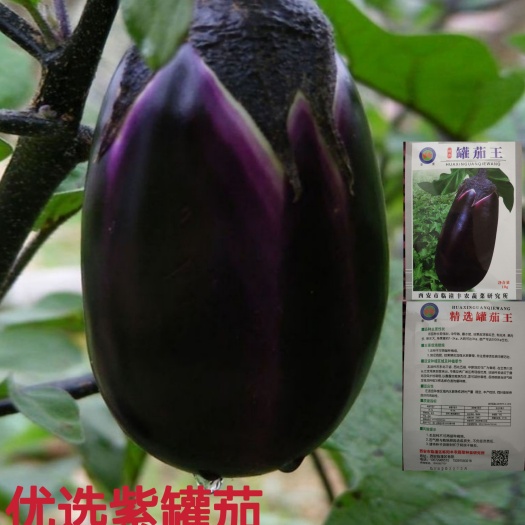 绵阳罐茄王 紫罐茄子种子早春特大牛心茄种籽紫黑色露地春季夏季四季蔬菜