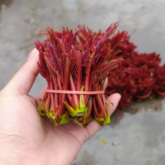大竹县香椿芽 红油6号香椿芽