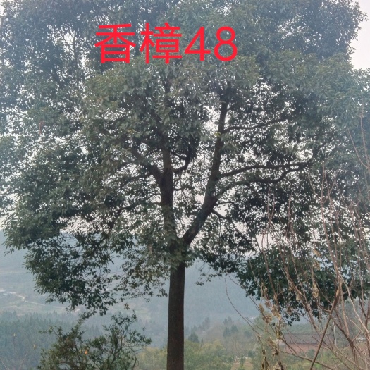 仁寿县香樟  宏扬种业