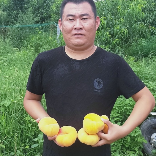 泰安荷兰香蜜杏苗 杏树苗 3公分荷兰香蜜杏树苗 杏树苗新品种几点