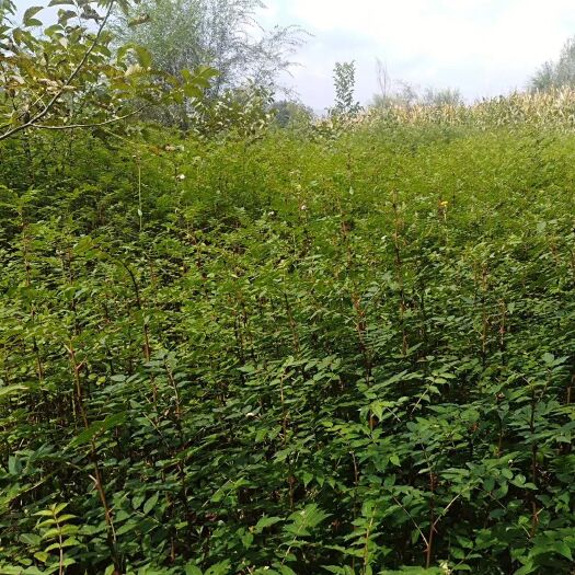 临夏市大红袍花椒苗 临夏花椒树苗花椒树大红袍花椒树苗高产狮子头青椒