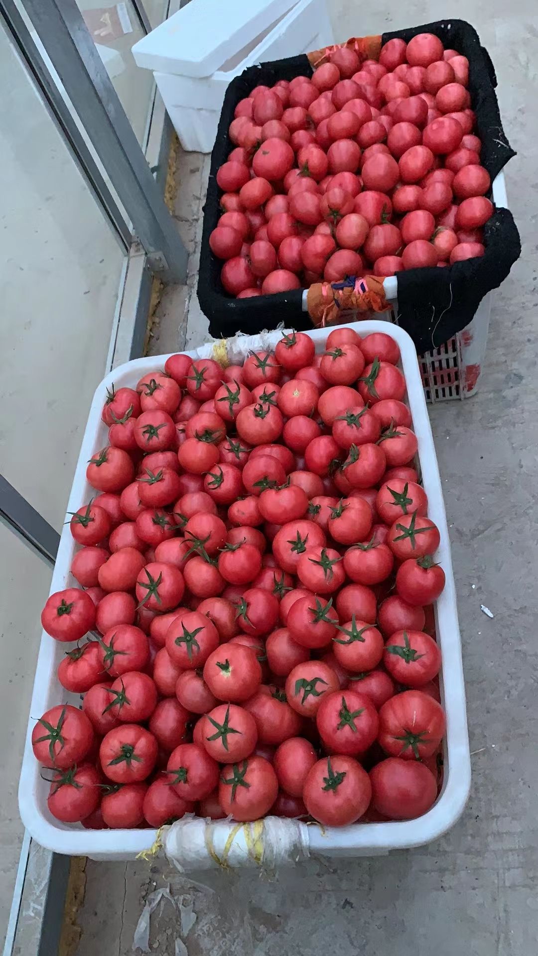 水果西红柿 山东省菏泽市东明县 弧三以上 