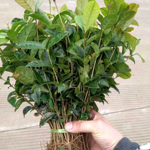 桂花，桂花树苗，桂花苗，桂花小苗，八月桂花苗，八月桂小苗。