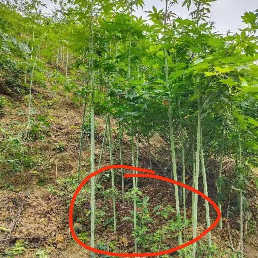 金秀县茶根 甜茶苗，覆盆子苗，刺儿茶苗