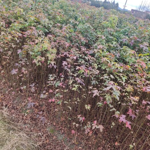东安县枫香树  枫香小苗