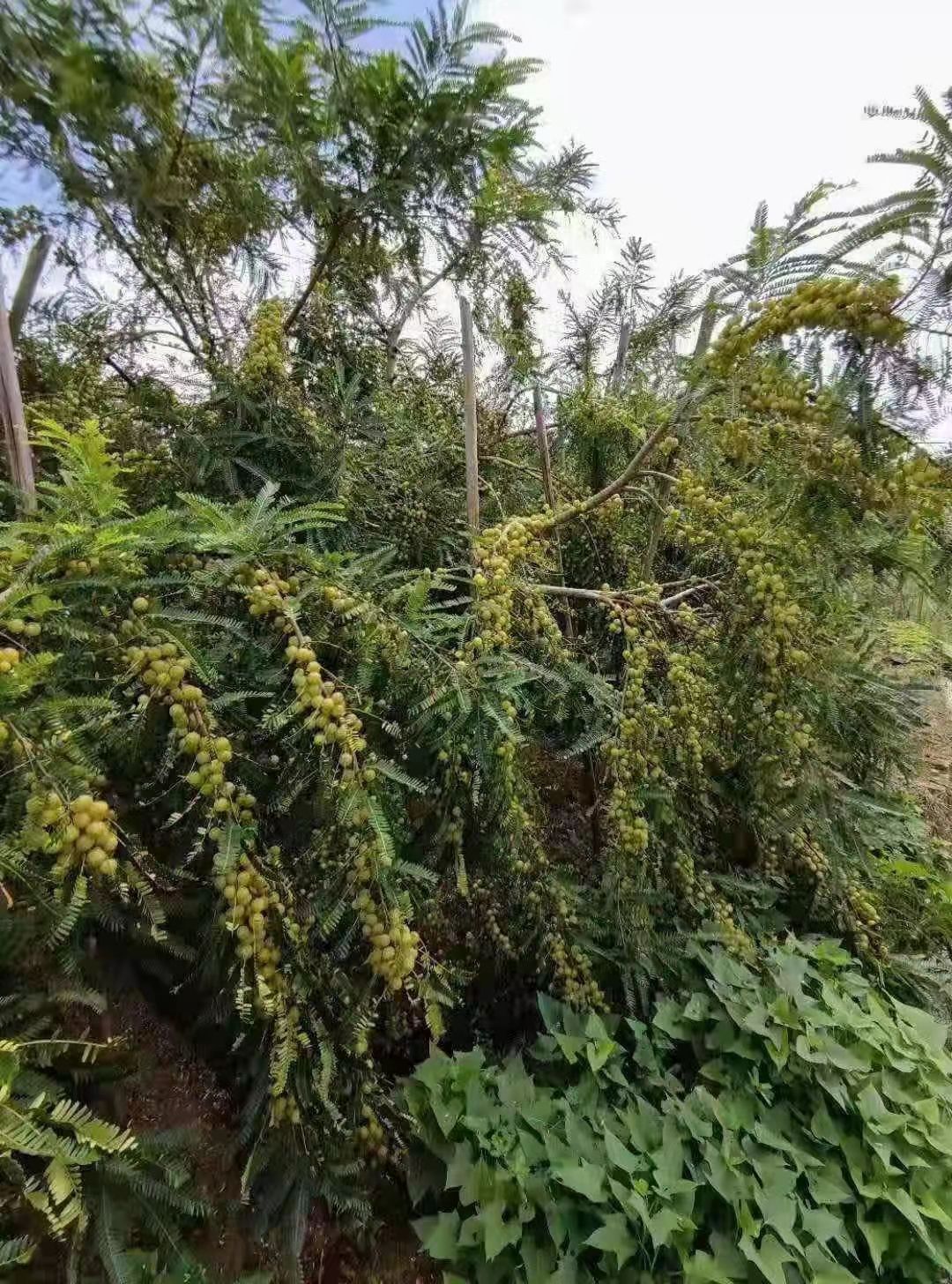 余甘果苗 余柑果苗 大玉余柑果苗狮子头甜种南北方种植果树′