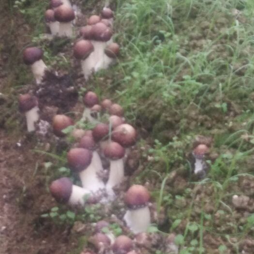 宁乡市大球盖菇 鲜货 人工种植 未开伞