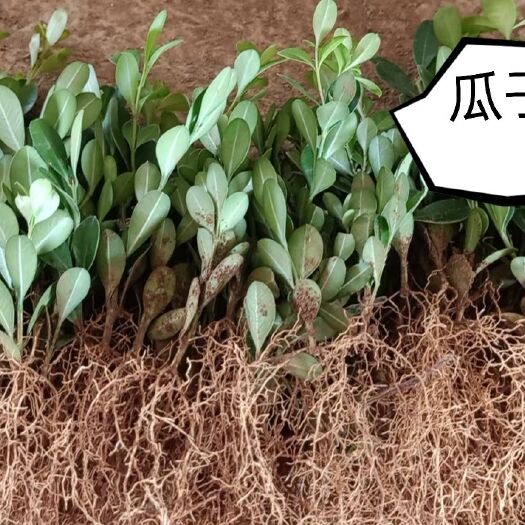 荔浦市农户自家扦插瓜子黄杨小苗大量供应价格优惠品质好根须发达